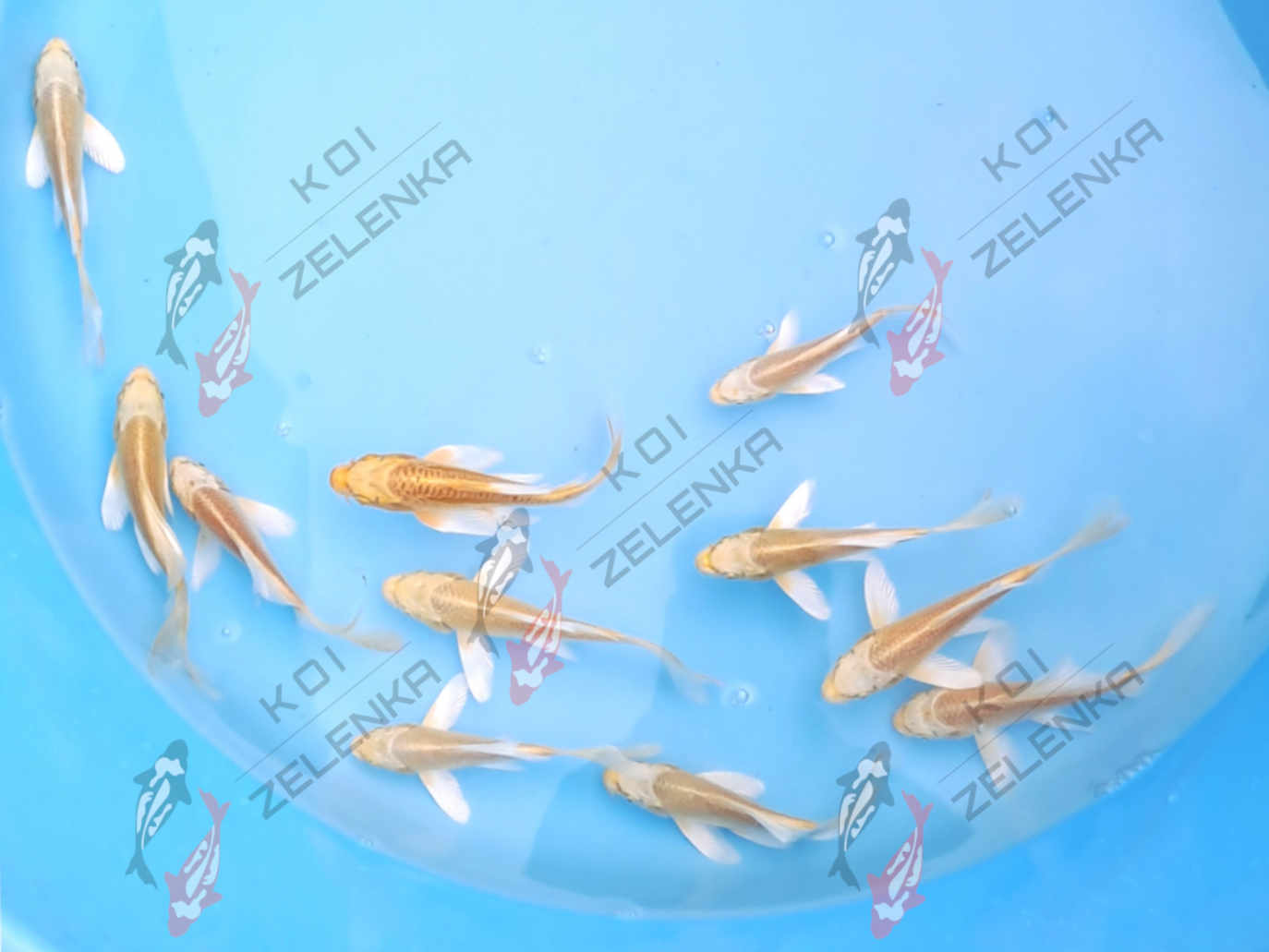 Koi - Longfin Yamabuki